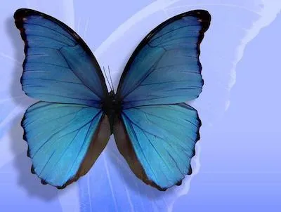 Mariposas en color azul para imprimir - Imagui
