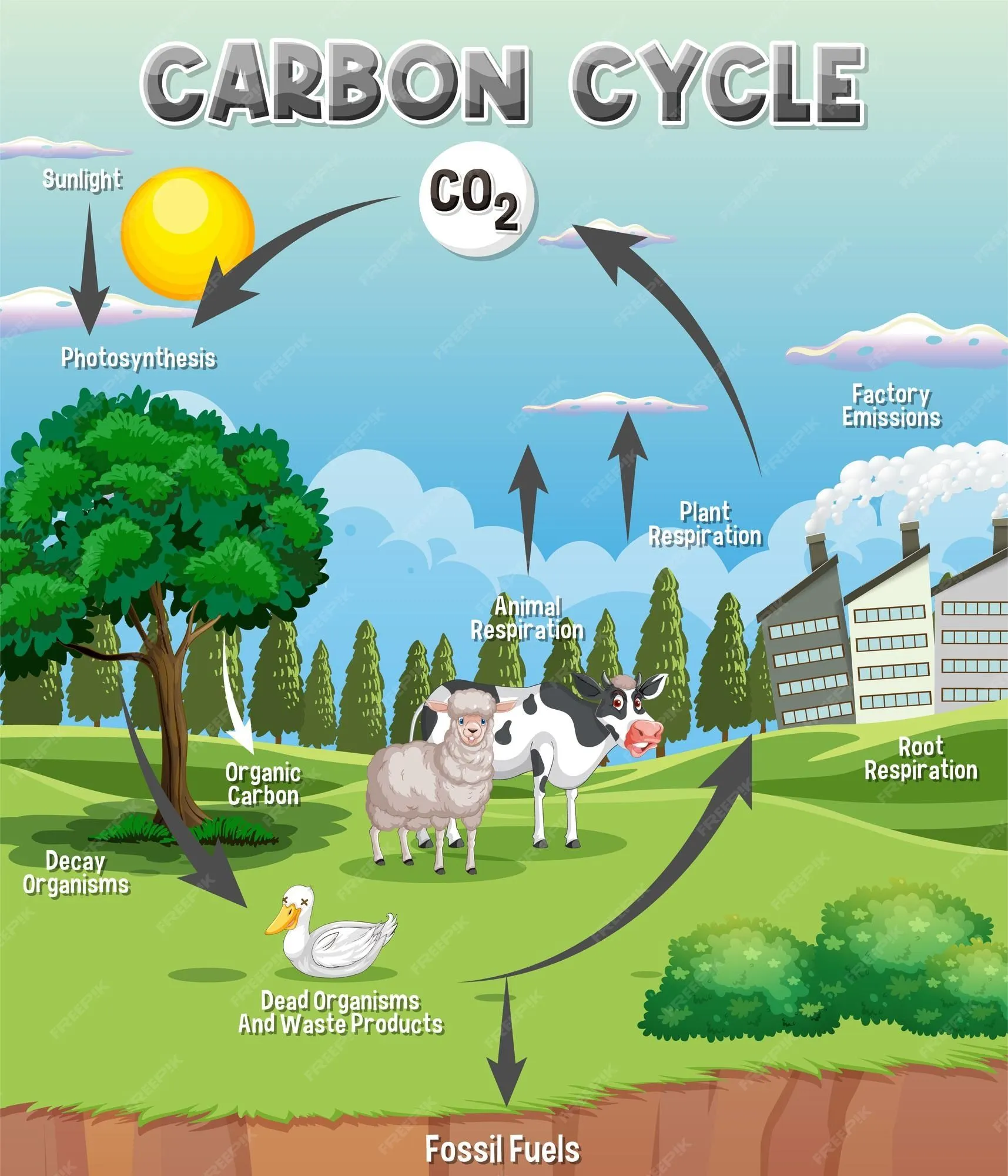 Diagrama del ciclo del carbono para la educación científica | Vector Gratis