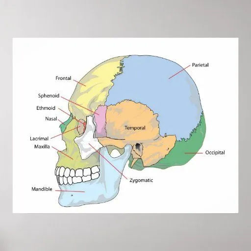 Diagrama del cráneo humano adulto póster | Zazzle