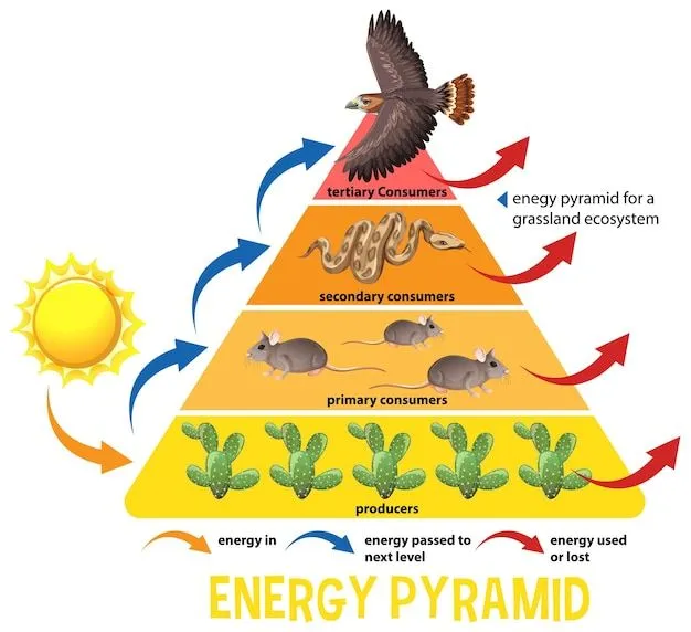 Diagrama que muestra la cadena alimentaria del desierto para la educación |  Vector Gratis