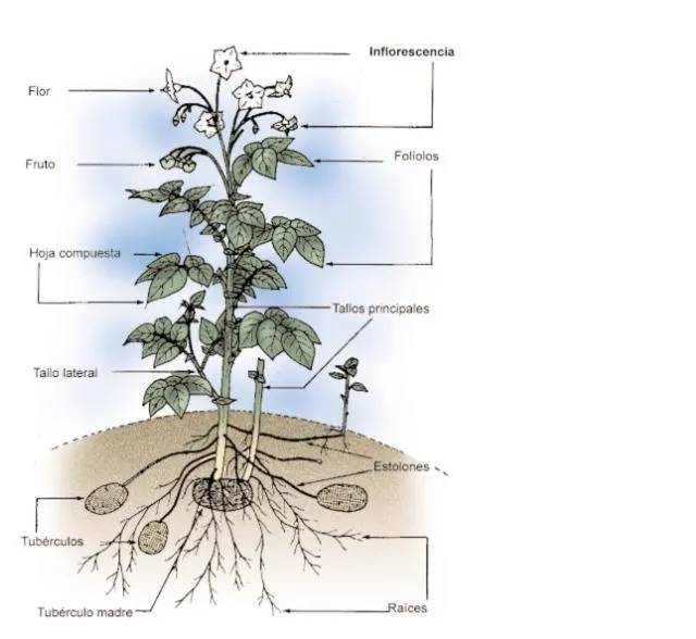 diagrama de una planta de papa | Chacraorganica's Blog