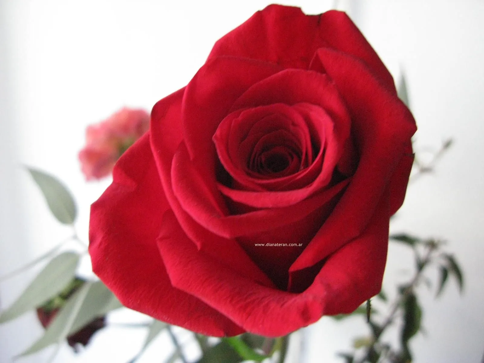 Diana Teran : Fotos de Rosas, Flores, Rosas Rojas, su significado ... Diana Teran : Fotos de Rosas, Flores, Rosas Rojas, su significado ...