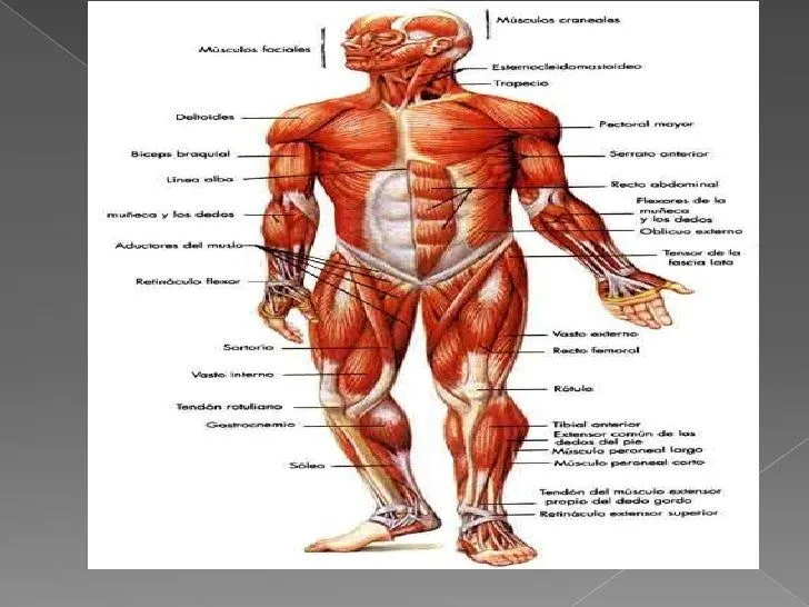 diapositivas-sistema-muscular- ...