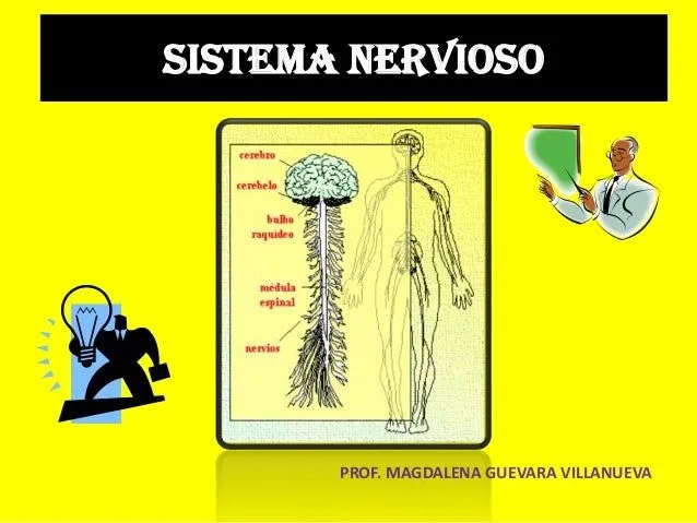 Diapositivas del sistema nervioso