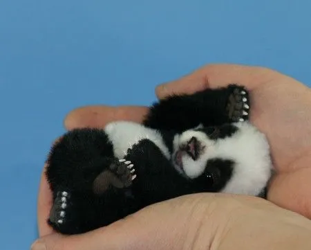Diario de Animales y Mascotas: Colección de Pandas