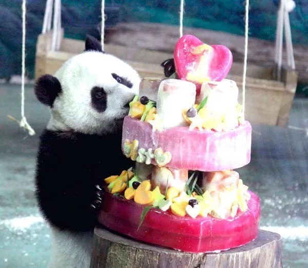 El Diario - Cumpleaños de un oso panda