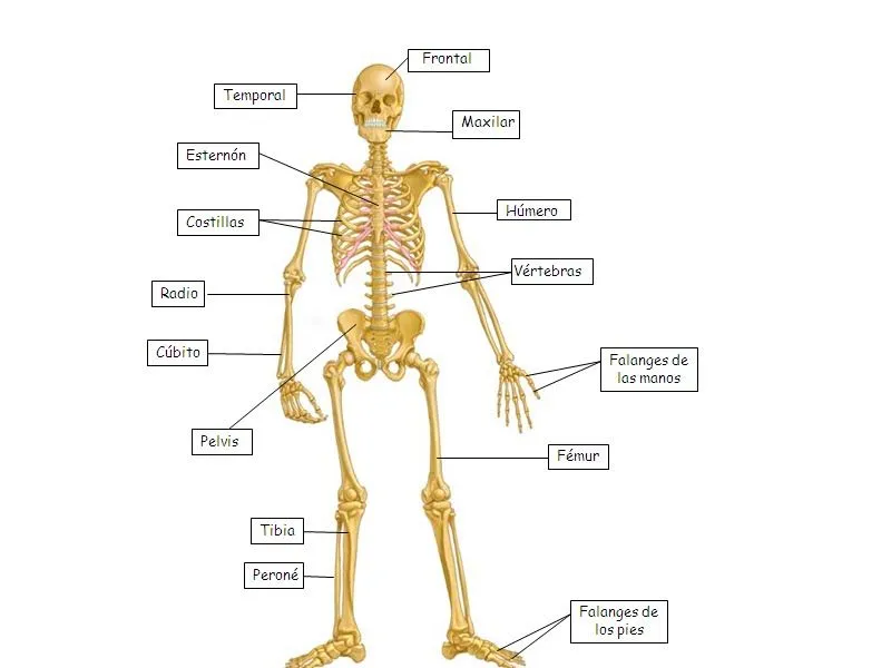 Las partes del esqueleto humano y sus nombres - Imagui