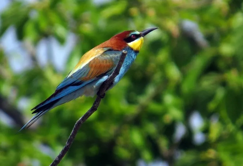 DIARIO DE UN NATURALISTA por Víctor J. Hernández: El arco iris se ... DIARIO DE UN NATURALISTA por Víctor J. Hernández: El arco iris se ...