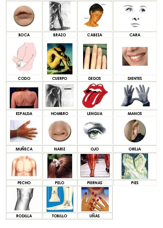DIARIO PEDAGOGICO DE LA CLASE DE CIENCIAS Y TECNOLOGÍA: Las partes ... DIARIO PEDAGOGICO DE LA CLASE DE CIENCIAS Y TECNOLOGÍA: Las partes ...