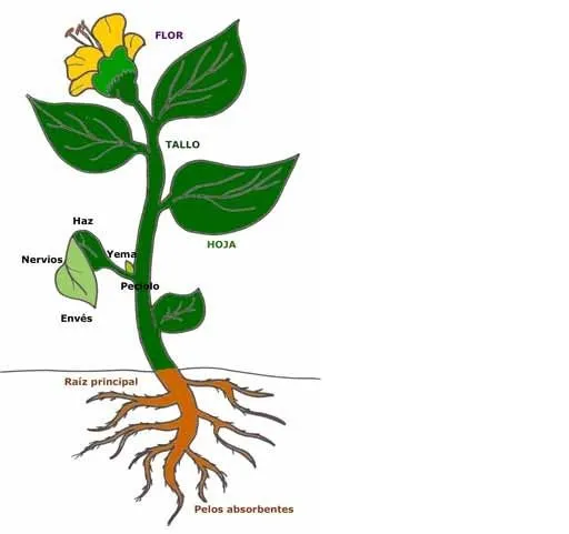 De las plantas y sus partes - Imagui