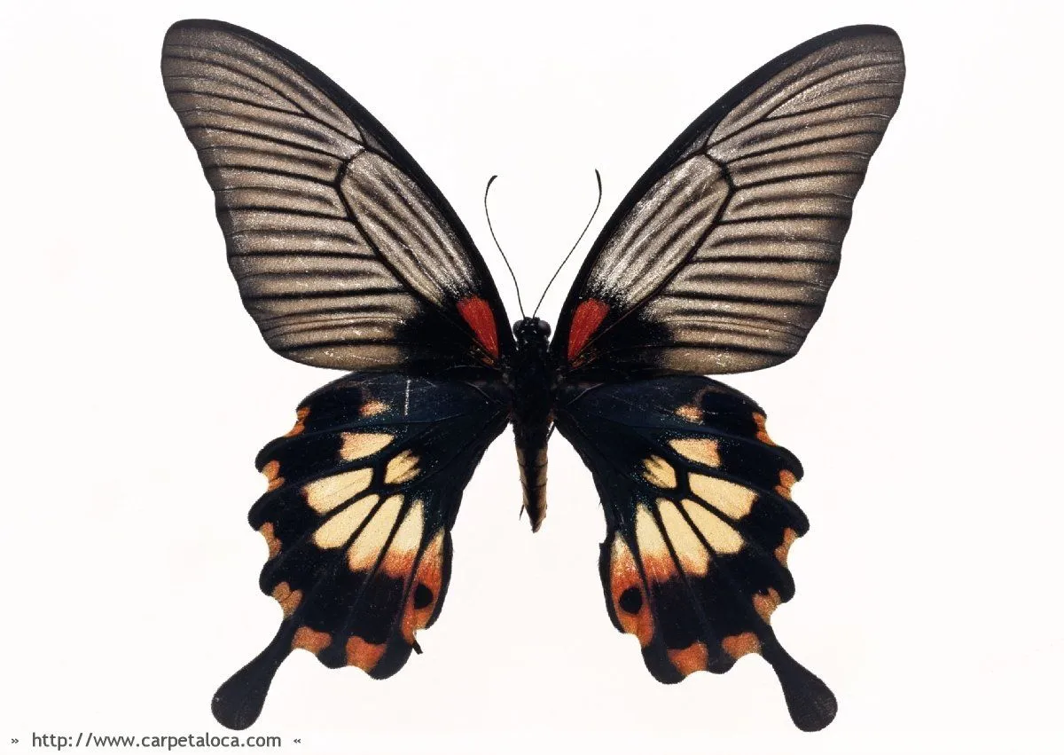 Diarios desde la atalaya: Película - La lengua de la Mariposas Diarios desde la atalaya: Película - La lengua de la Mariposas