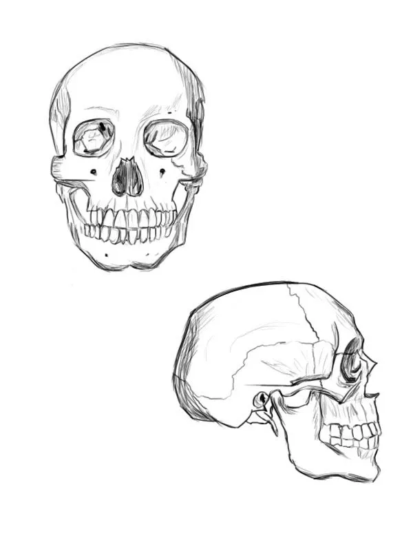 dibu-evolution: Estudiando anatomía