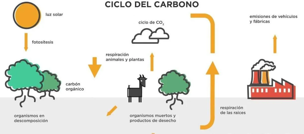 2. Dibuja los ciclos del carbono y nitrógeno, identificando los principales  procesos que componen a cada - Brainly.lat