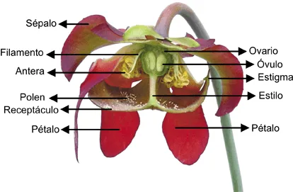 Dibujo de las partes de la flor y sus funciones - Imagui