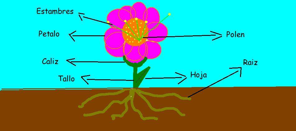 Un dibujo de una flor con todas sus partes - Imagui