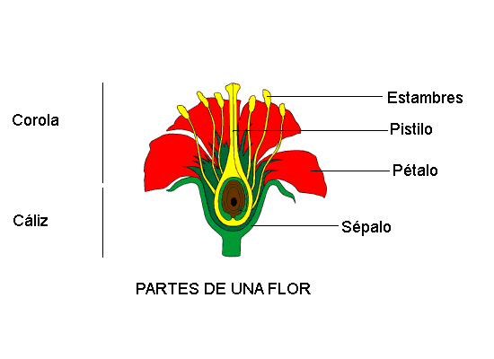 Dibujos de la flor y sus partes - Imagui