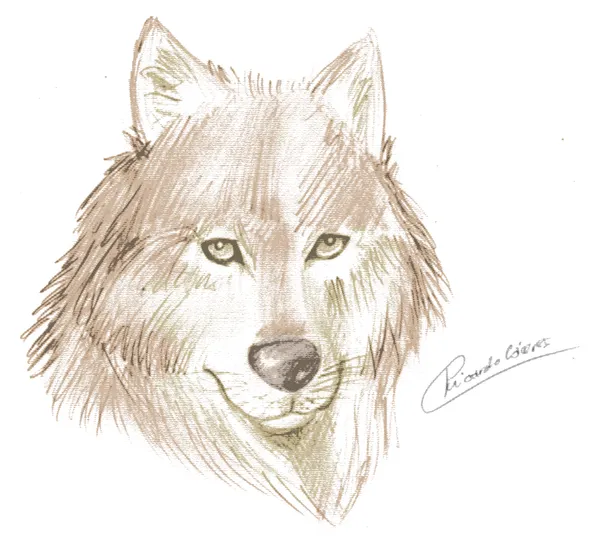 Dibujos de lobos tiernos - Imagui
