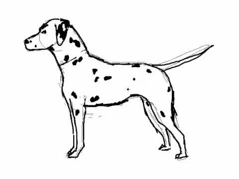 Cómo se dibuja un perro Dalmata - Dibujos de perros - YouTube