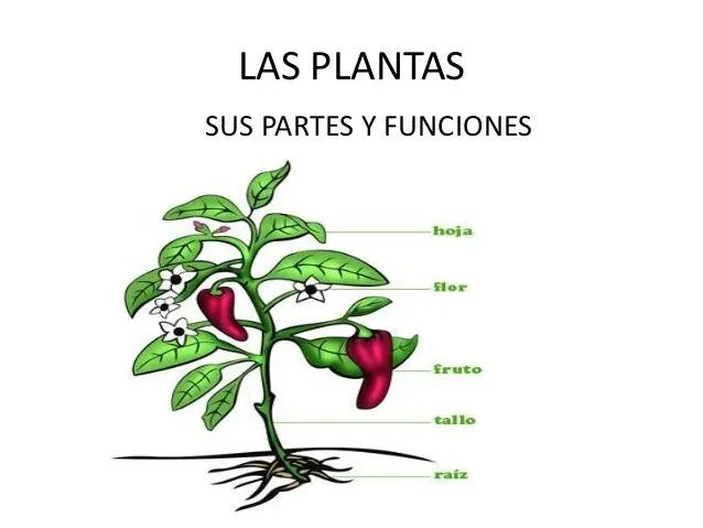 Un dibujo de una planta y señala sus partes - Imagui