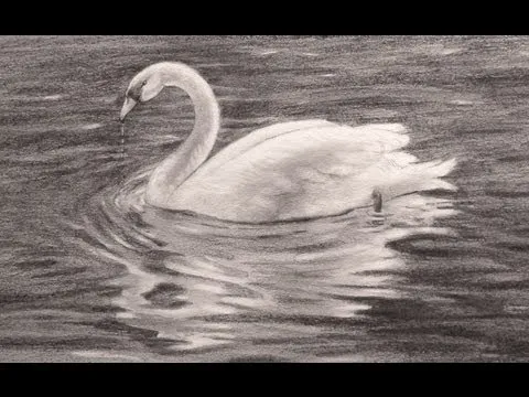 Dibujando animales: Cómo dibujar un cisne- Arte Divierte. - YouTube