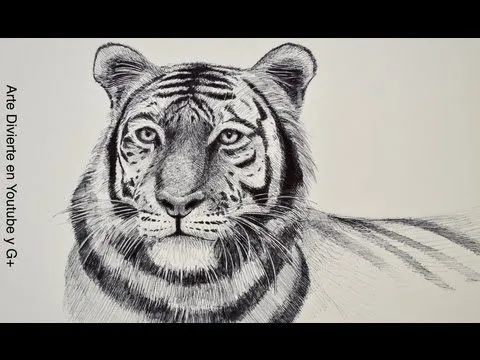 Dibujando animales: cómo dibujar un tigre - Arte Divierte - YouTube
