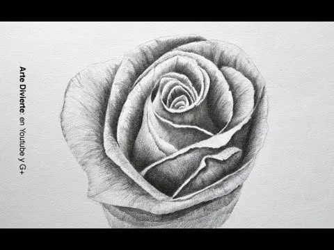 Dibujando flores: cómo dibujar una rosa a lápiz - paso a paso ...