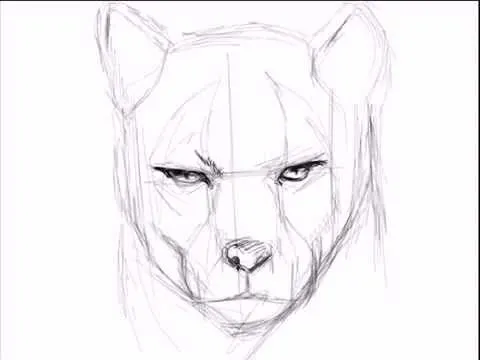 Dibujando Un Puma.mp4 - YouTube