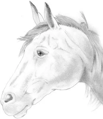 Dibujando...ando: Cabezas de caballos