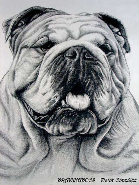 Dibujo bulldog inglés - Imagui