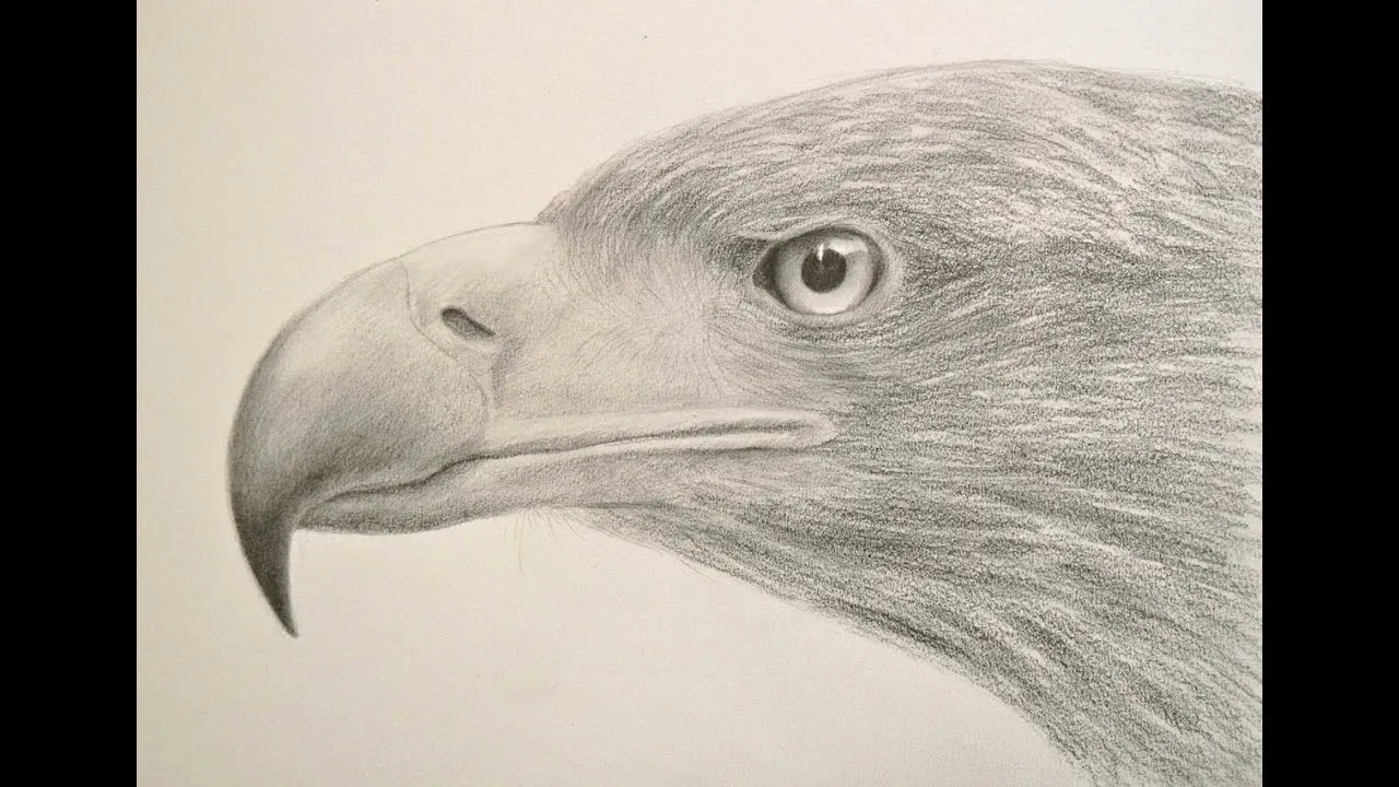 Cómo dibujar una cabeza de águila y sus texturas - Arte Divierte ... Cómo dibujar una cabeza de águila y sus texturas - Arte Divierte ...