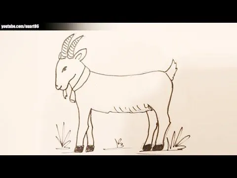 Como dibujar una cabra - YouTube