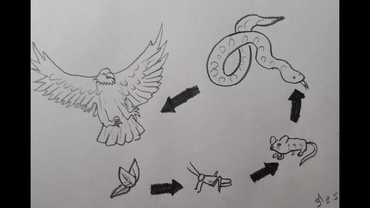 Cómo dibujar la cadena alimenticia | How to draw the food chain - YouTube
