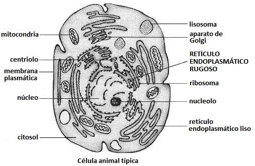 Imagenes de la célula animal y vegetal para dibujar - Imagui