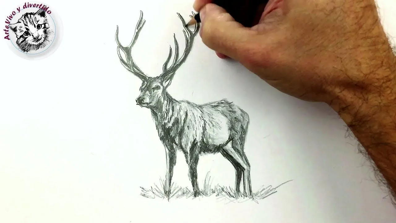 Como Dibujar un Ciervo a Lapiz : Dibujos Faciles - YouTube