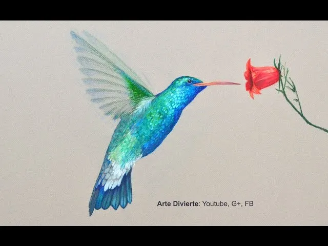 Cómo dibujar un colibrí con lápices de colores - Arte Divierte ...