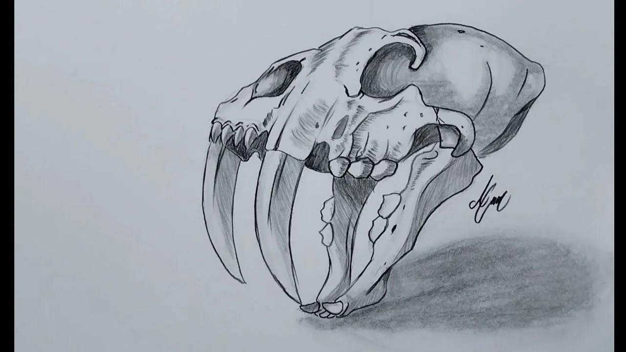 como dibujar el cráneo de un Tigre dientes de sable - YouTube