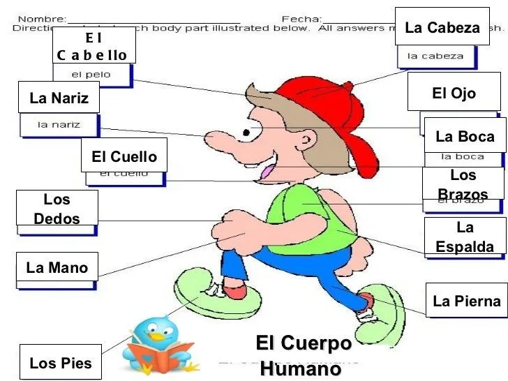 Partes del cuerpo humano para niños en inglés y español - Imagui