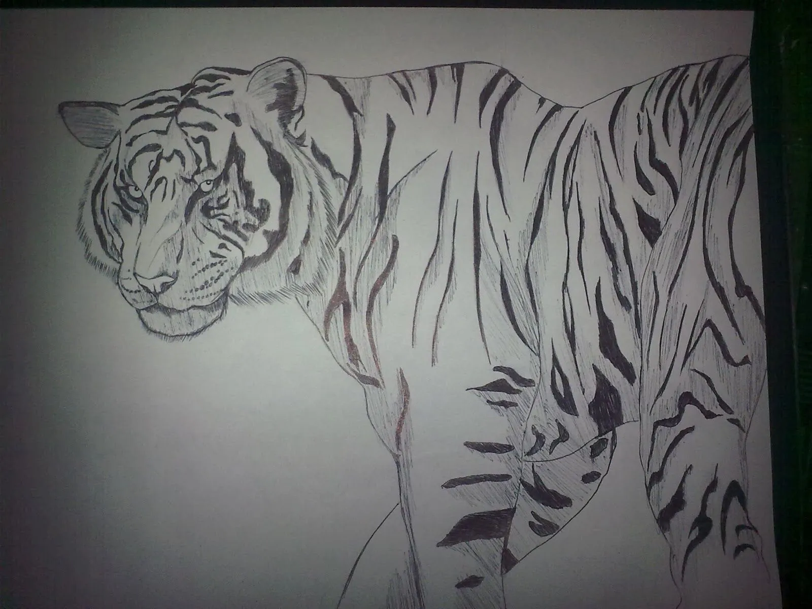 No se dibujar: Como dibujar un tigre blanco No se dibujar: Como dibujar un tigre blanco