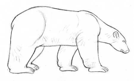 Cómo dibujar fácilmente osos polares | OSOPOLARPEDIA
