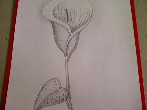 Como dibujar flores. Cómo dibujar una Cala (Alcatraz, Lirio de ...