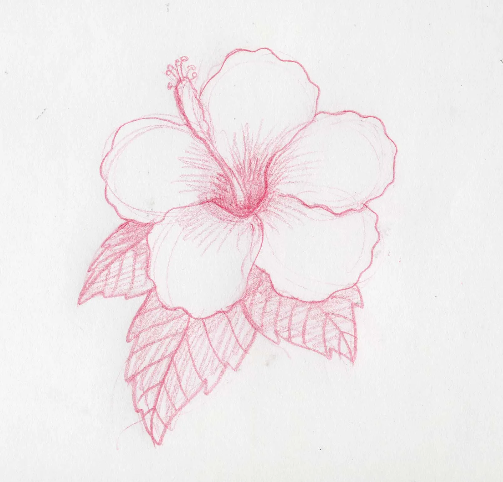 Cómo dibujar flores hawaianas | eHow en Español Cómo dibujar flores hawaianas | eHow en Español