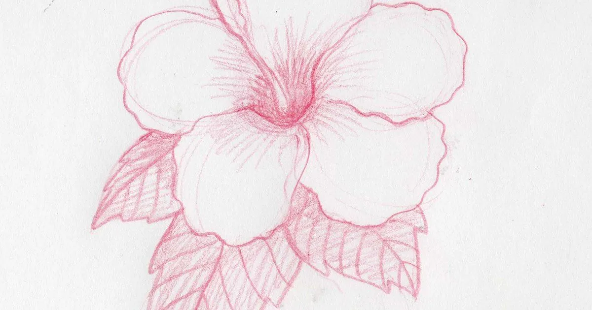 Cómo dibujar flores hawaianas | eHow en Español Cómo dibujar flores hawaianas | eHow en Español
