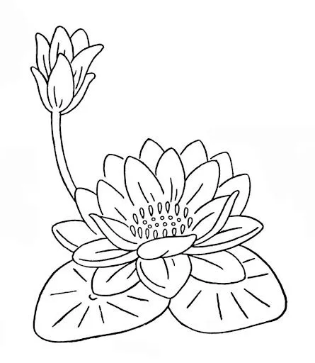 Dibujos de flores de loto para colorear - Imagui