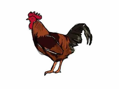 Como dibujar un gallo paso a paso - Cock drawing - YouTube