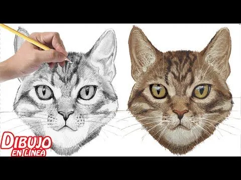 como dibujar un gato (explicado) - YouTube