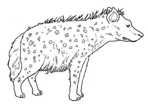 Como dibujar una hiena - Imagui