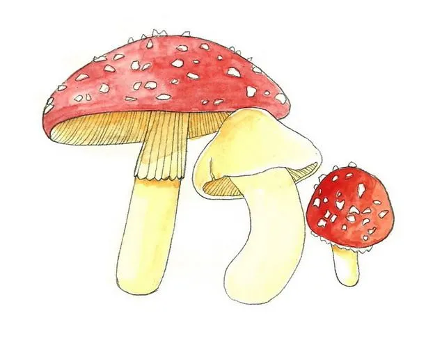Cómo dibujar hongos: 6 pasos (con fotos) - wikiHow
