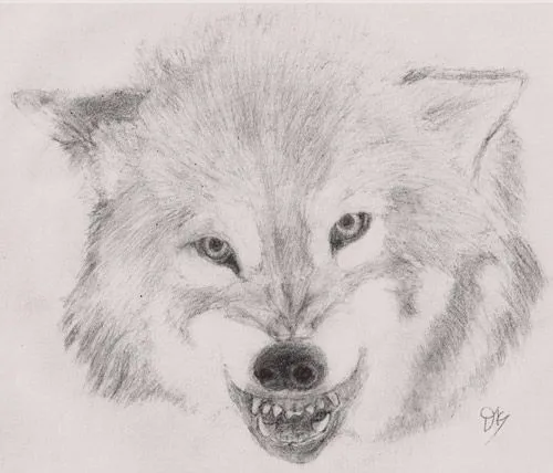 Dibujos de lobos a lapiz faciles - Imagui