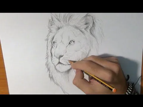 Dibujar un león real - YouTube