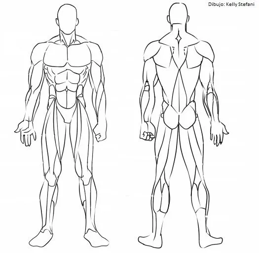 Cómo dibujar los músculos? (Manga) | IlustraIdeas